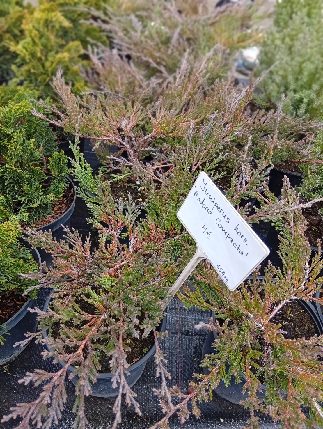 Juniperus horizontalis Andorra Compacta