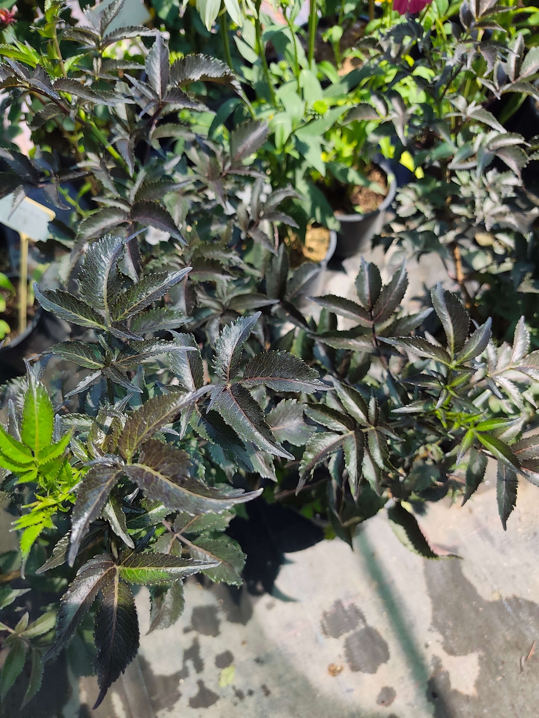 Sambucus nigra 'Black Tower' (Черен бъз 'Black Tower')