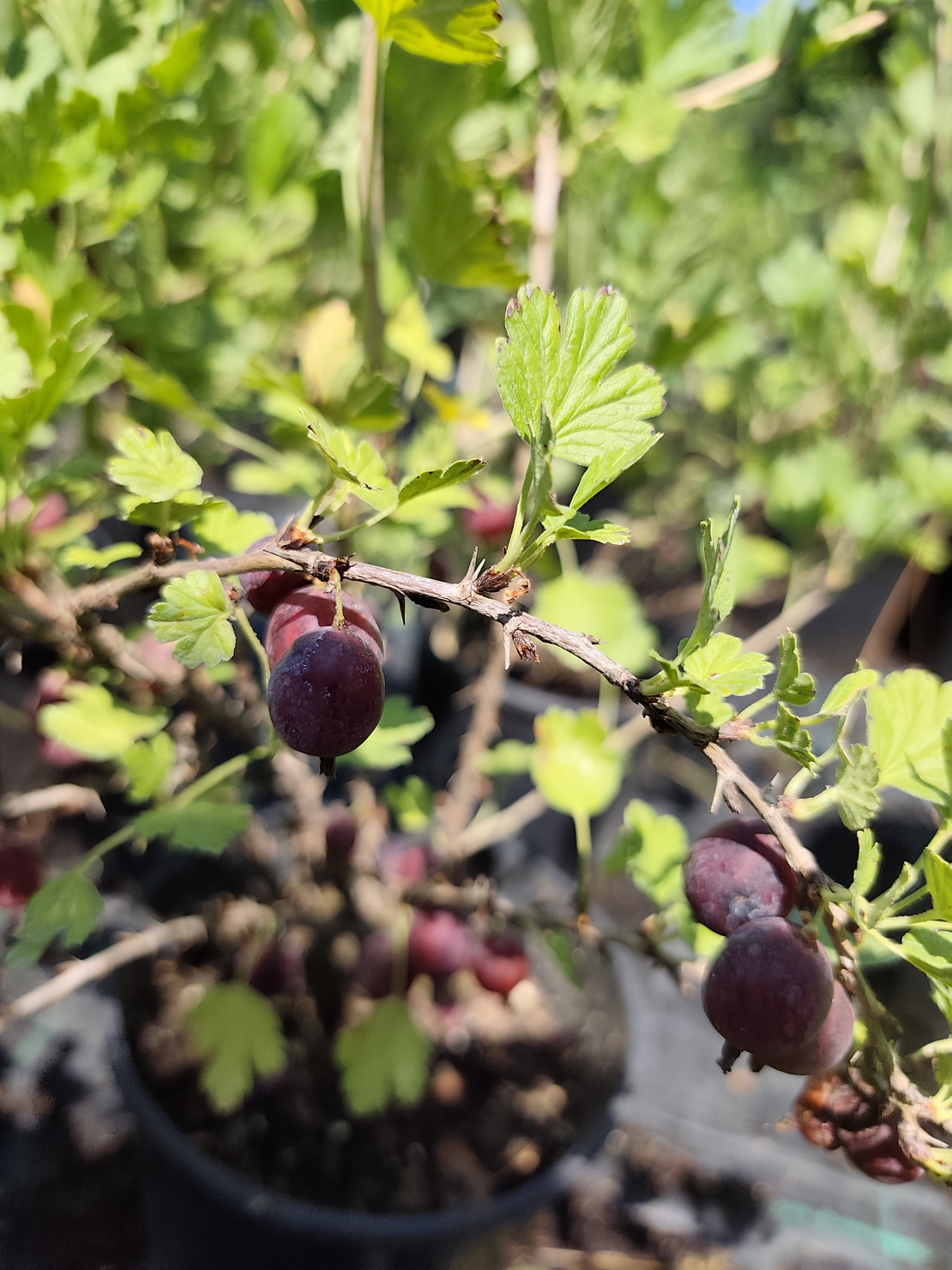 Ribes uva-crispa (Цариградско грозде)