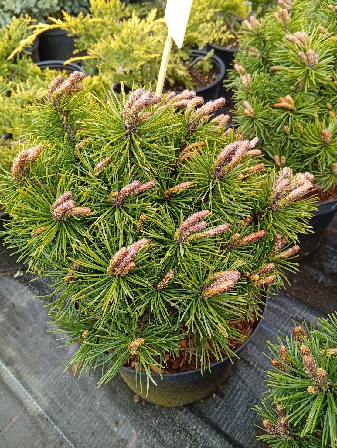 Pinus mugo Mops