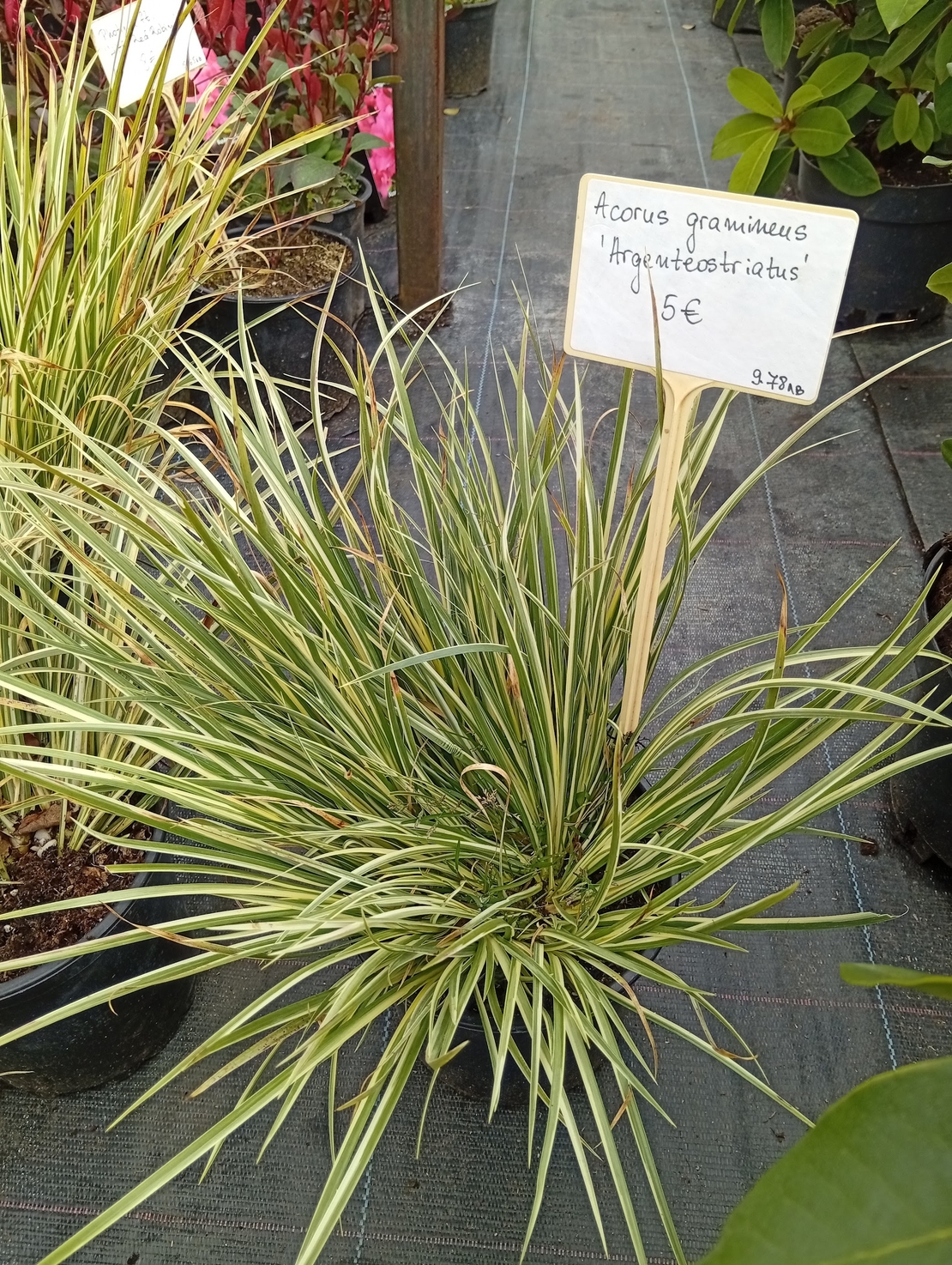 Acorus gramineus Argenteostriatus