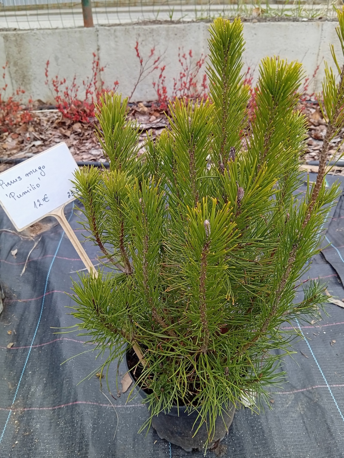 Pinus mugo Pumilio