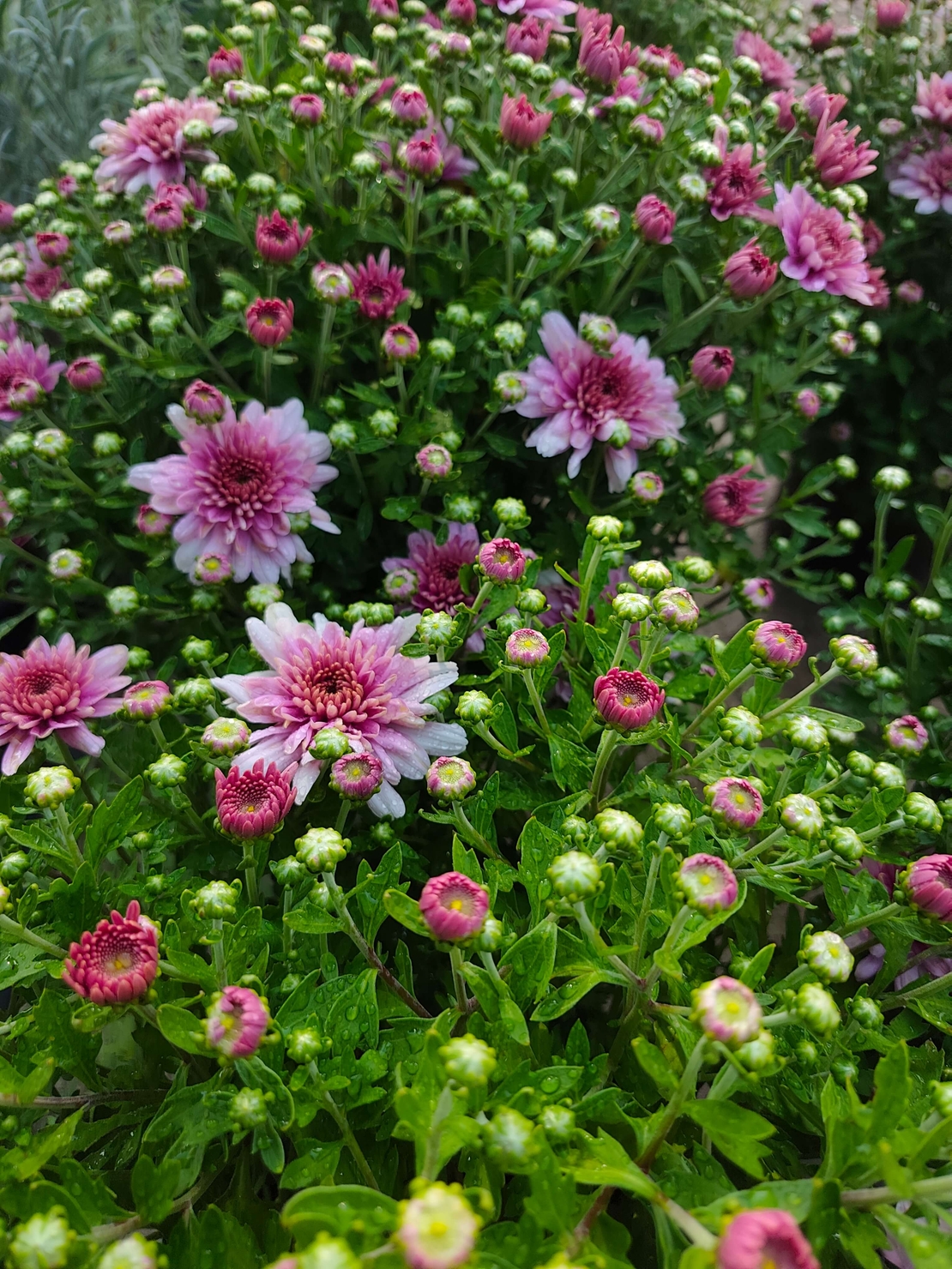 Chrysanthemum × morifolium (Градинска хризантема)