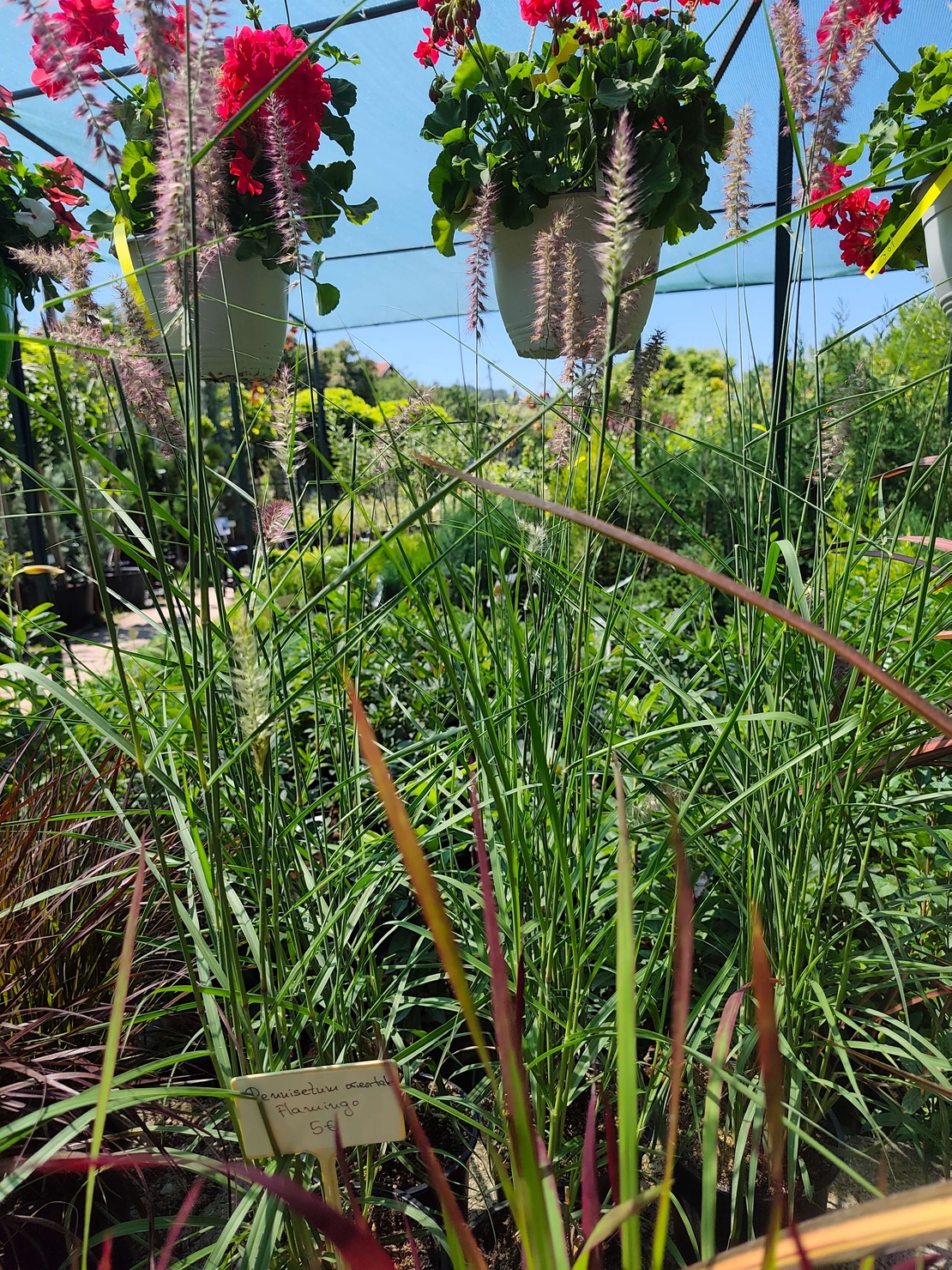 Pennisetum orientale 'Flamingo'