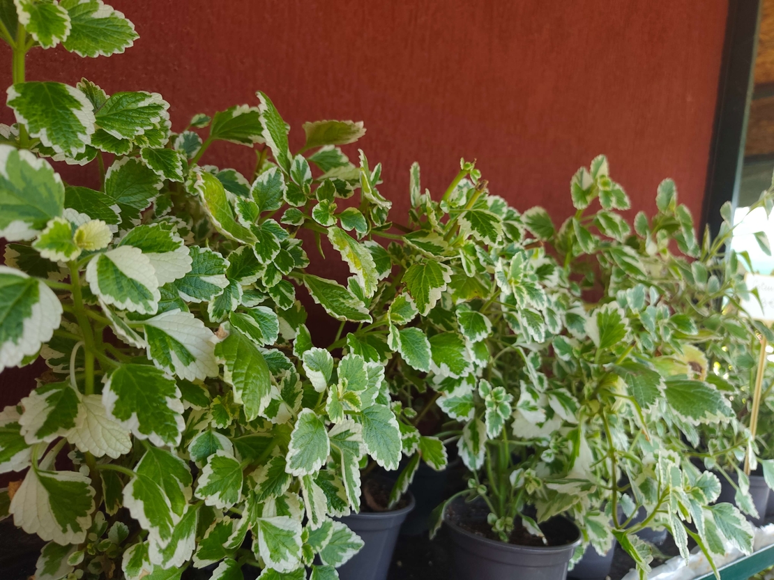 Coleus scutellarioides (Колеус)