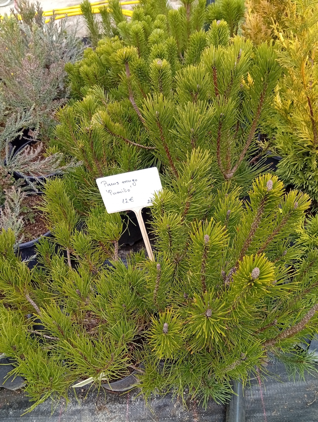 Pinus mugo Pumilio