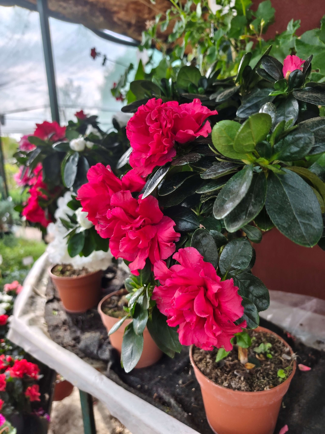 Rhododendron simsii – щамбова форма (Стайна азалия – мини дръвче)