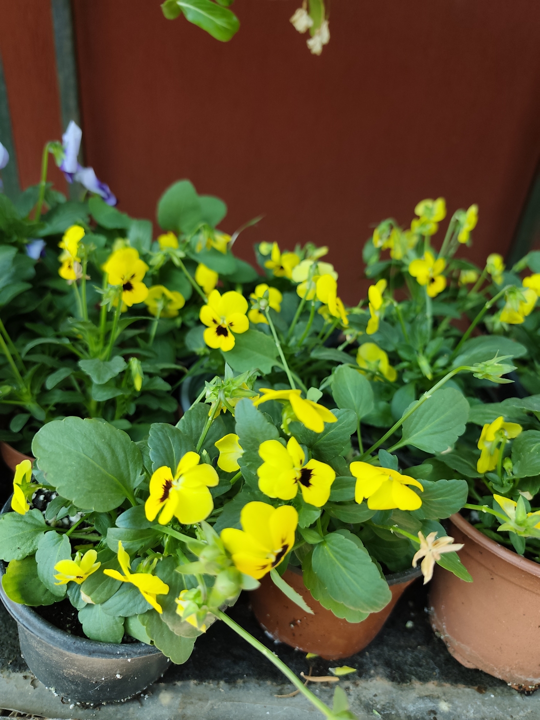 Viola × wittrockiana (Градинска теменужка)