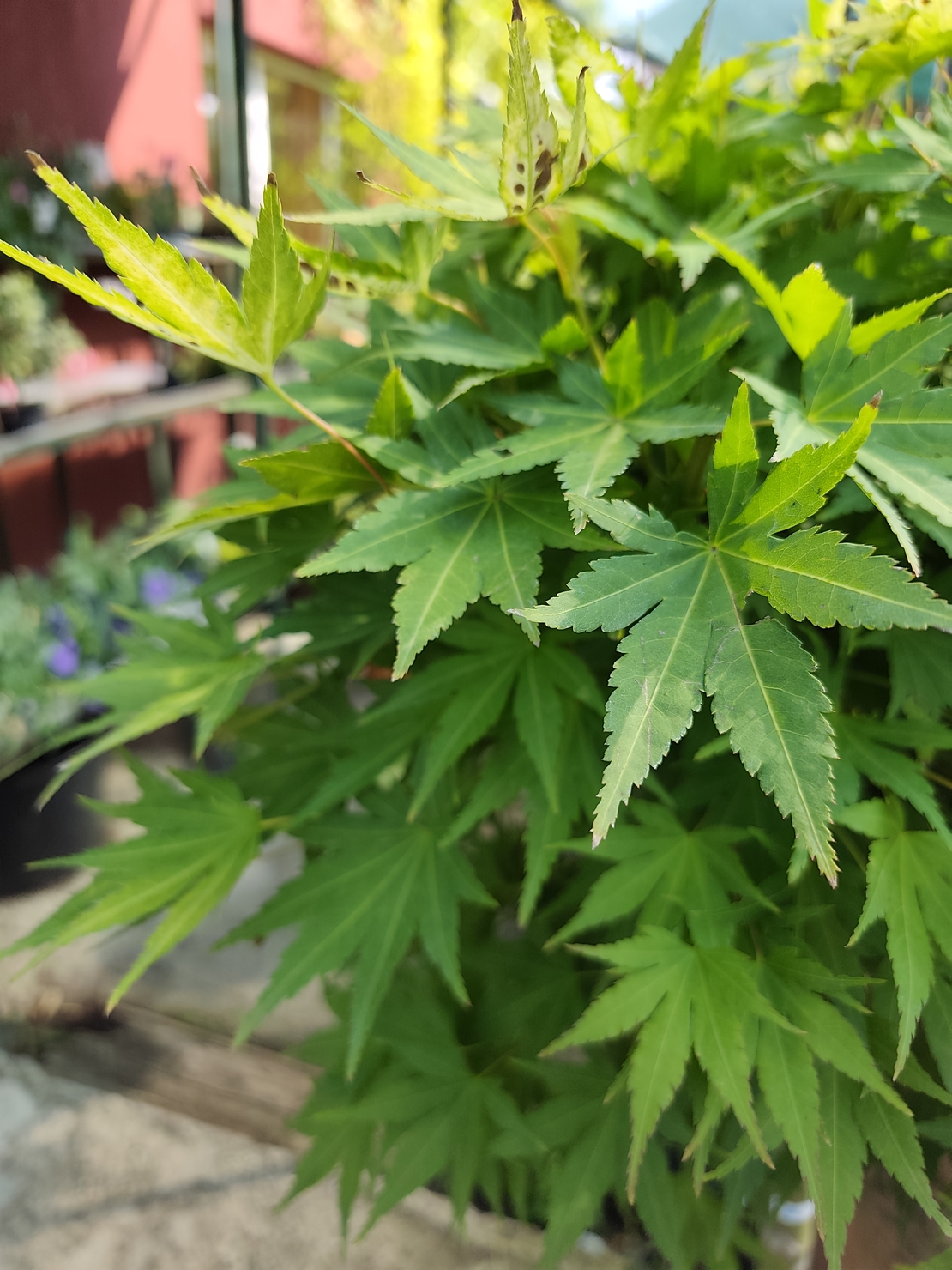 Acer palmatum 'Orange Dream'