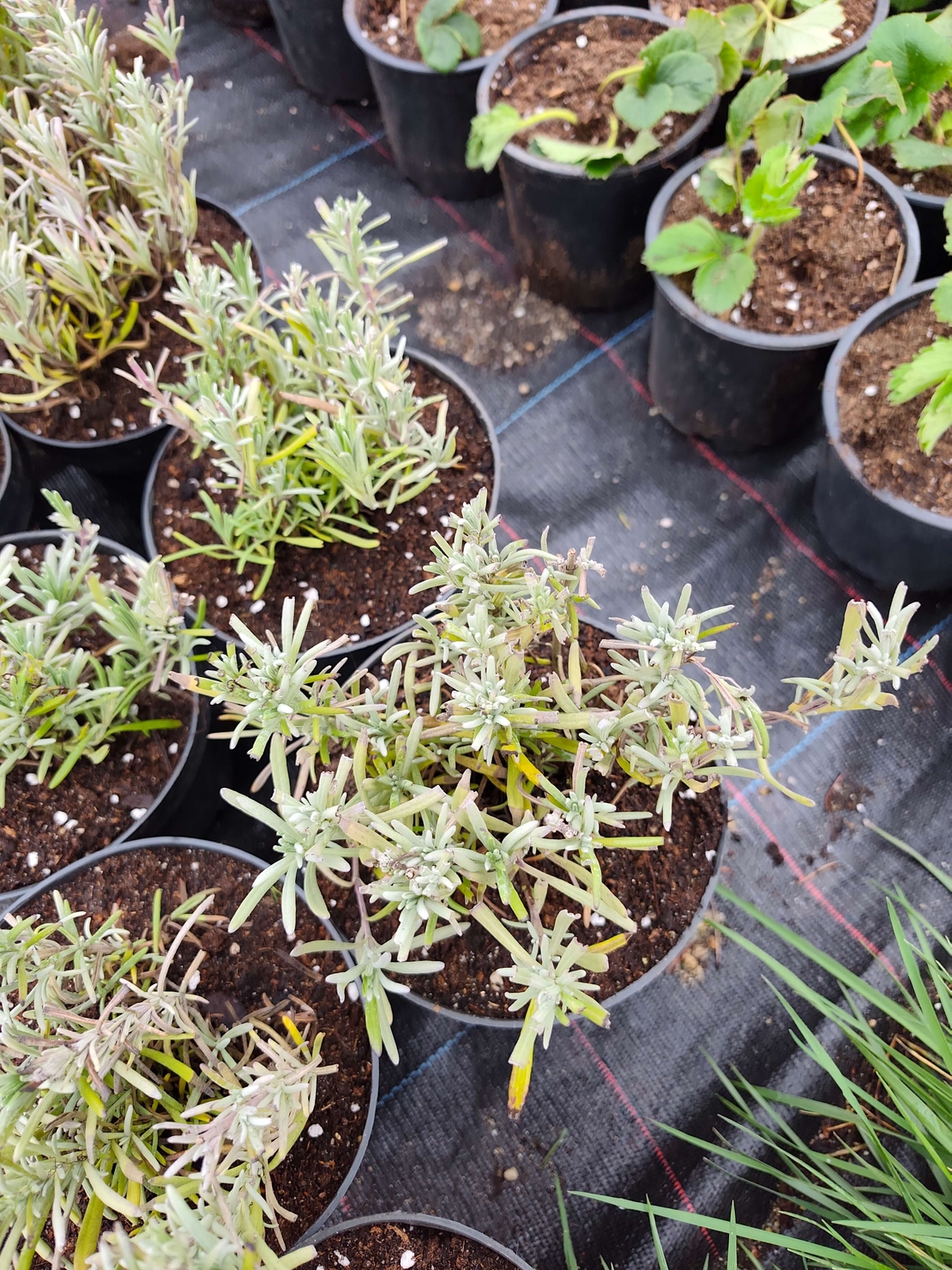 Lavandula ( лилава )