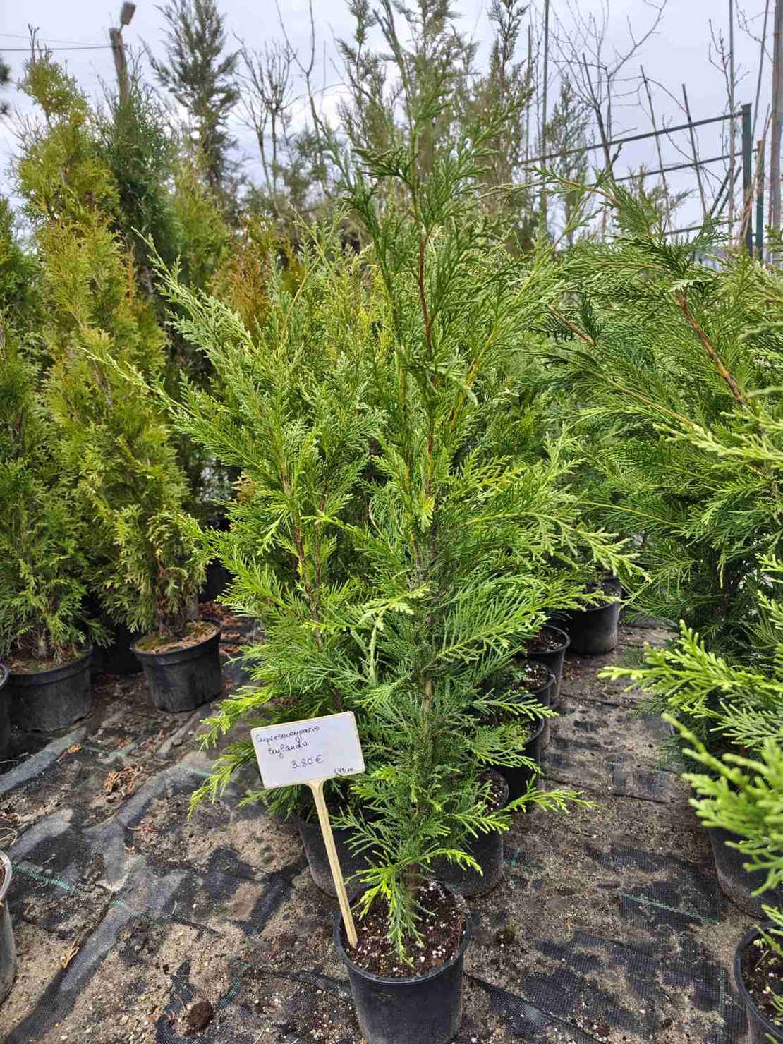 Cupressocyparis leylandii