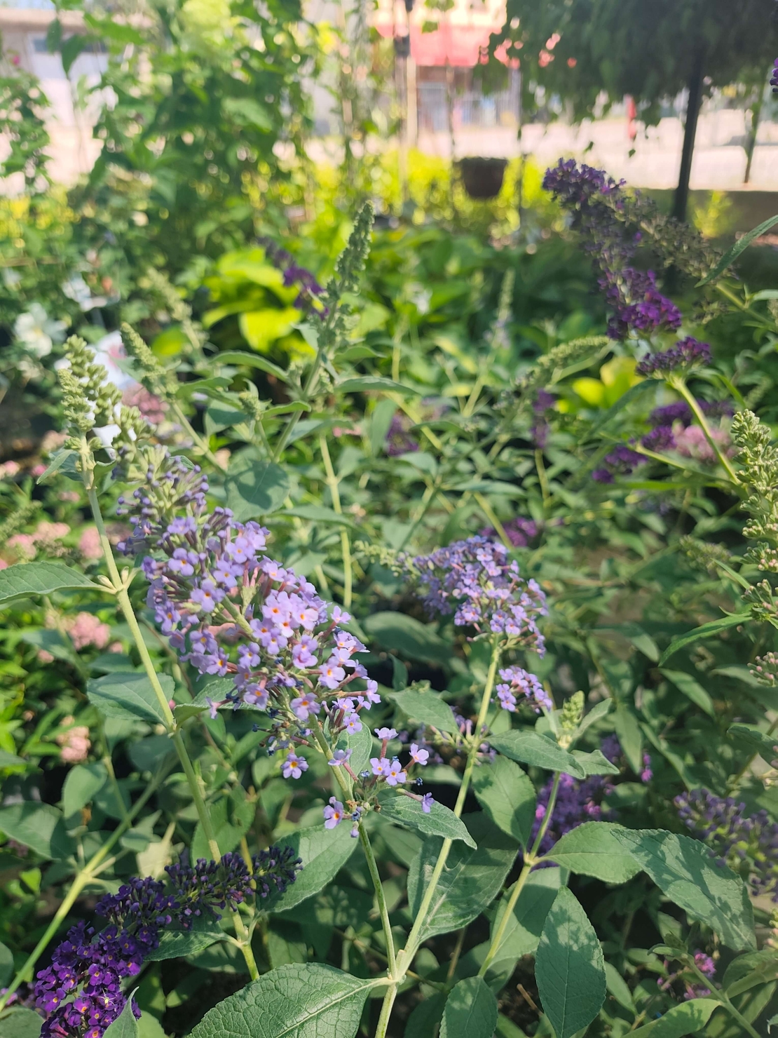 Buddleja davidii (Будлея, Пеперуден храст)