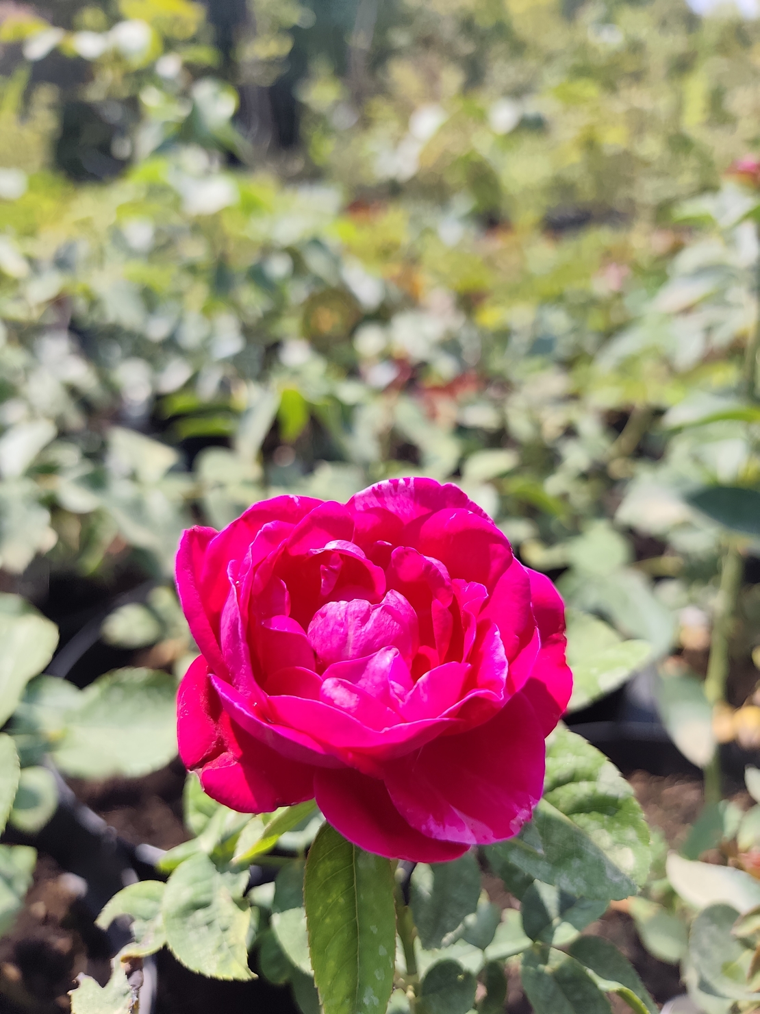 Rosa (Храстовидна роза) МИКС