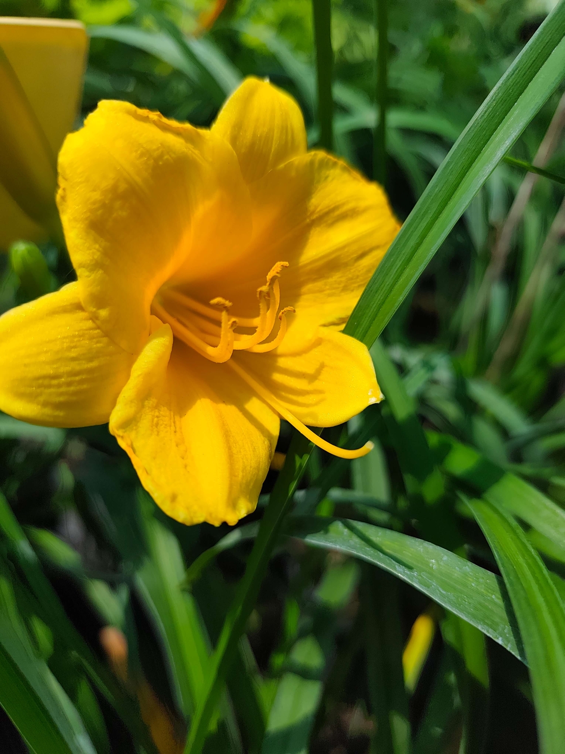 Hemerocallis Mini