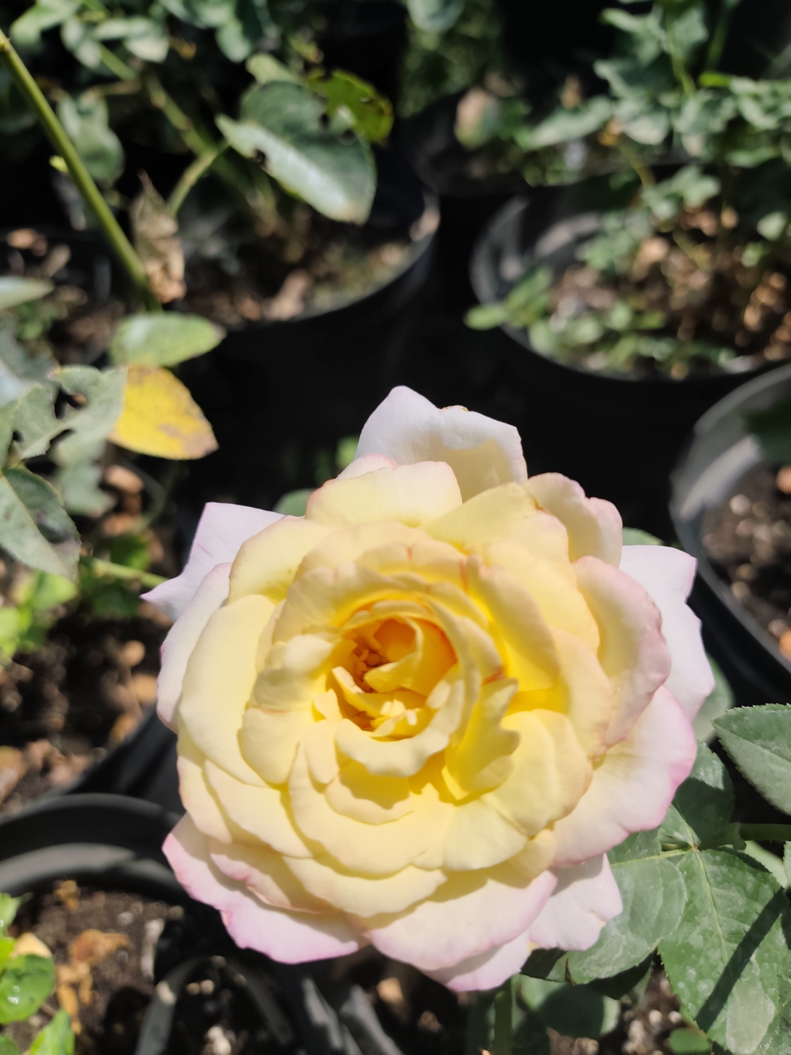 Rosa (Храстовидна роза) МИКС