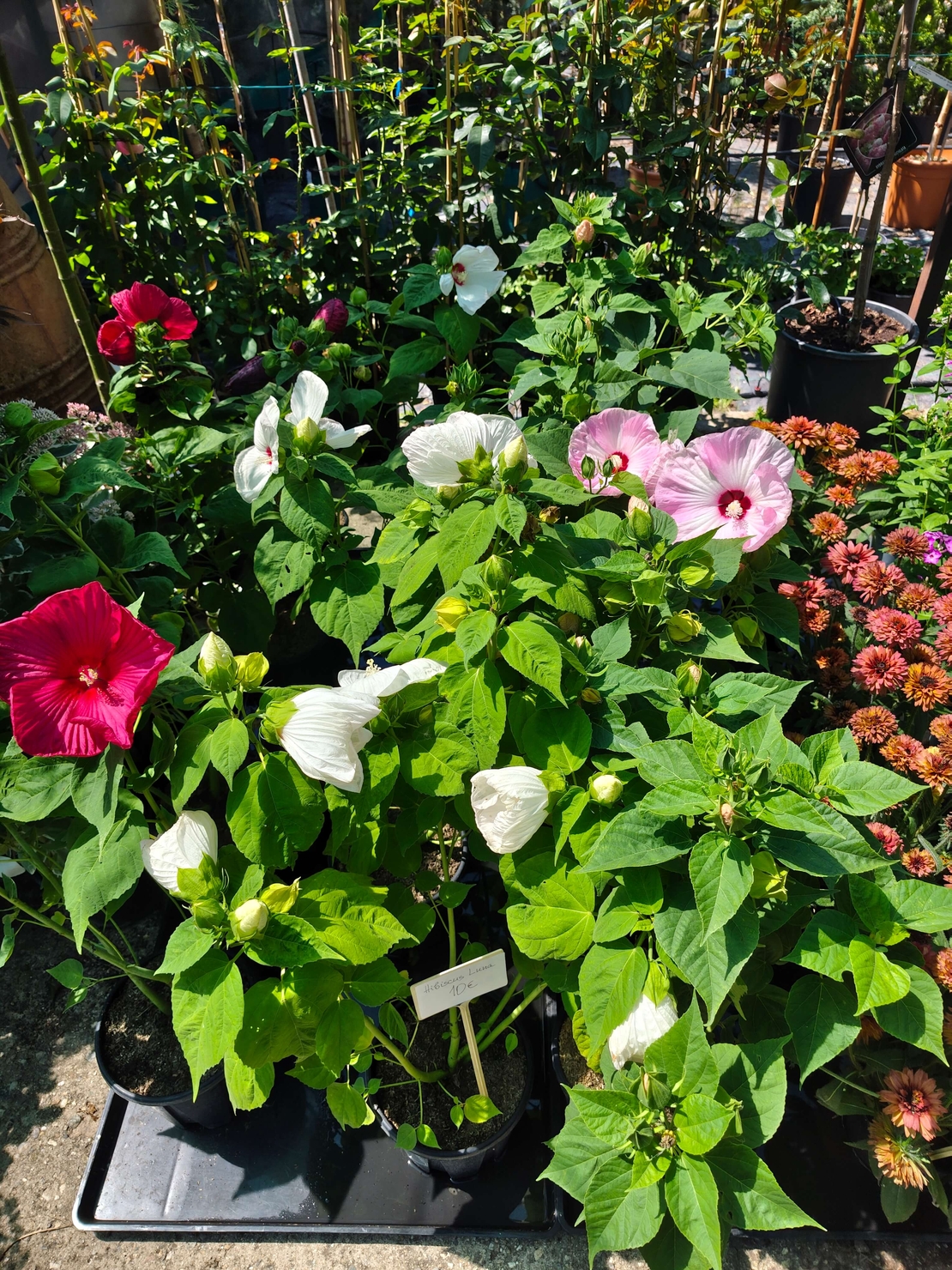 Hibiscus moscheutos 'Luna'