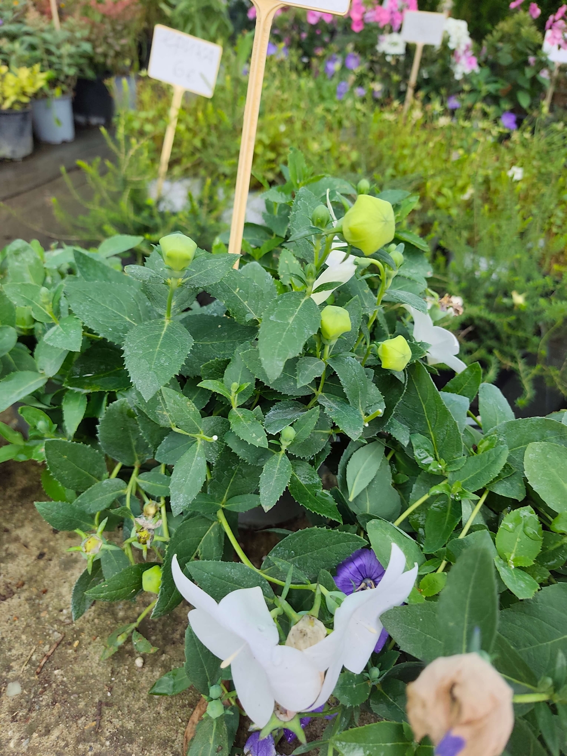 Platycodon grandiflorus (Платикодон)