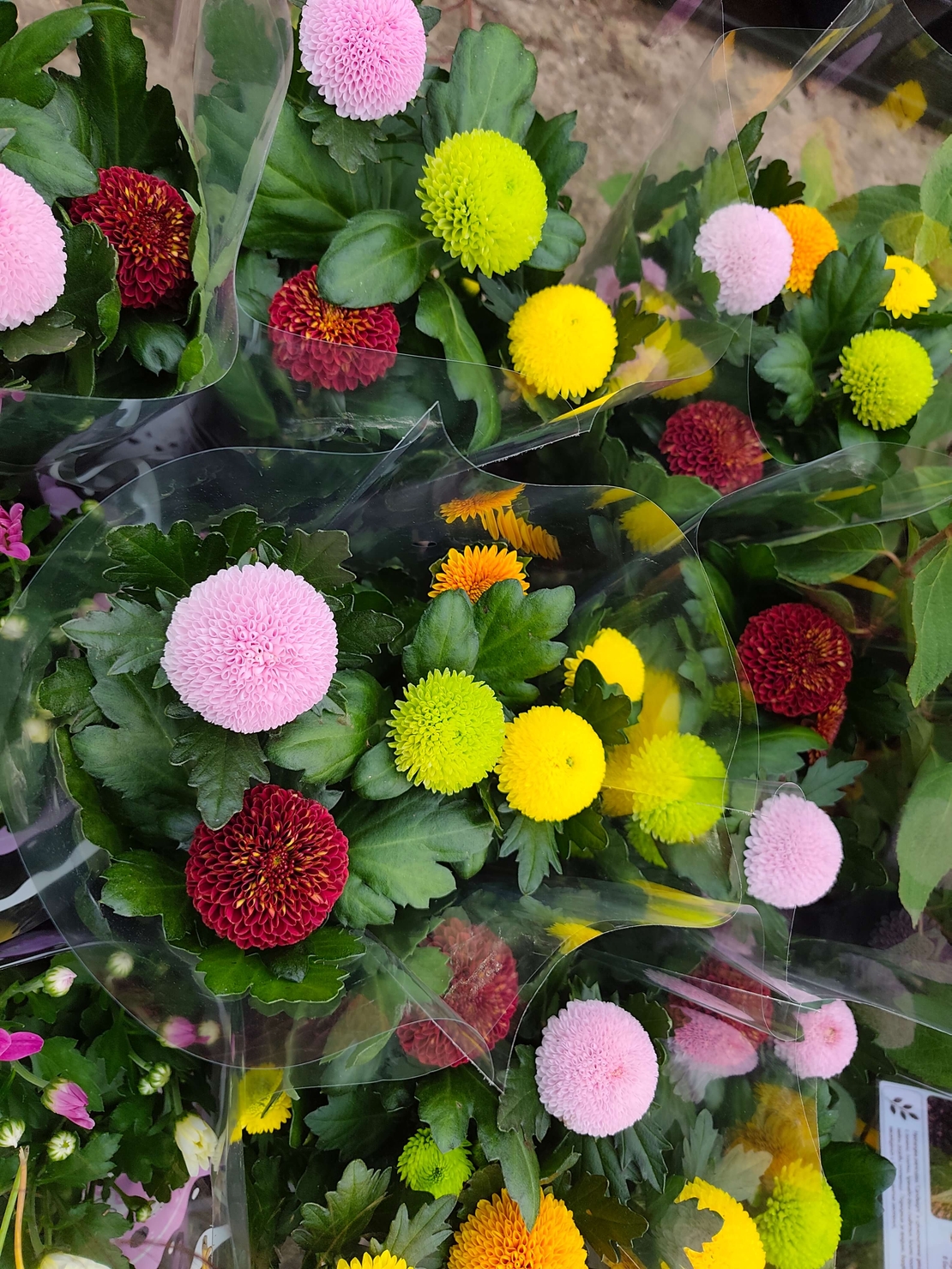 Chrysanthemum × morifolium – Pompon Group (Топчеста хризантема)