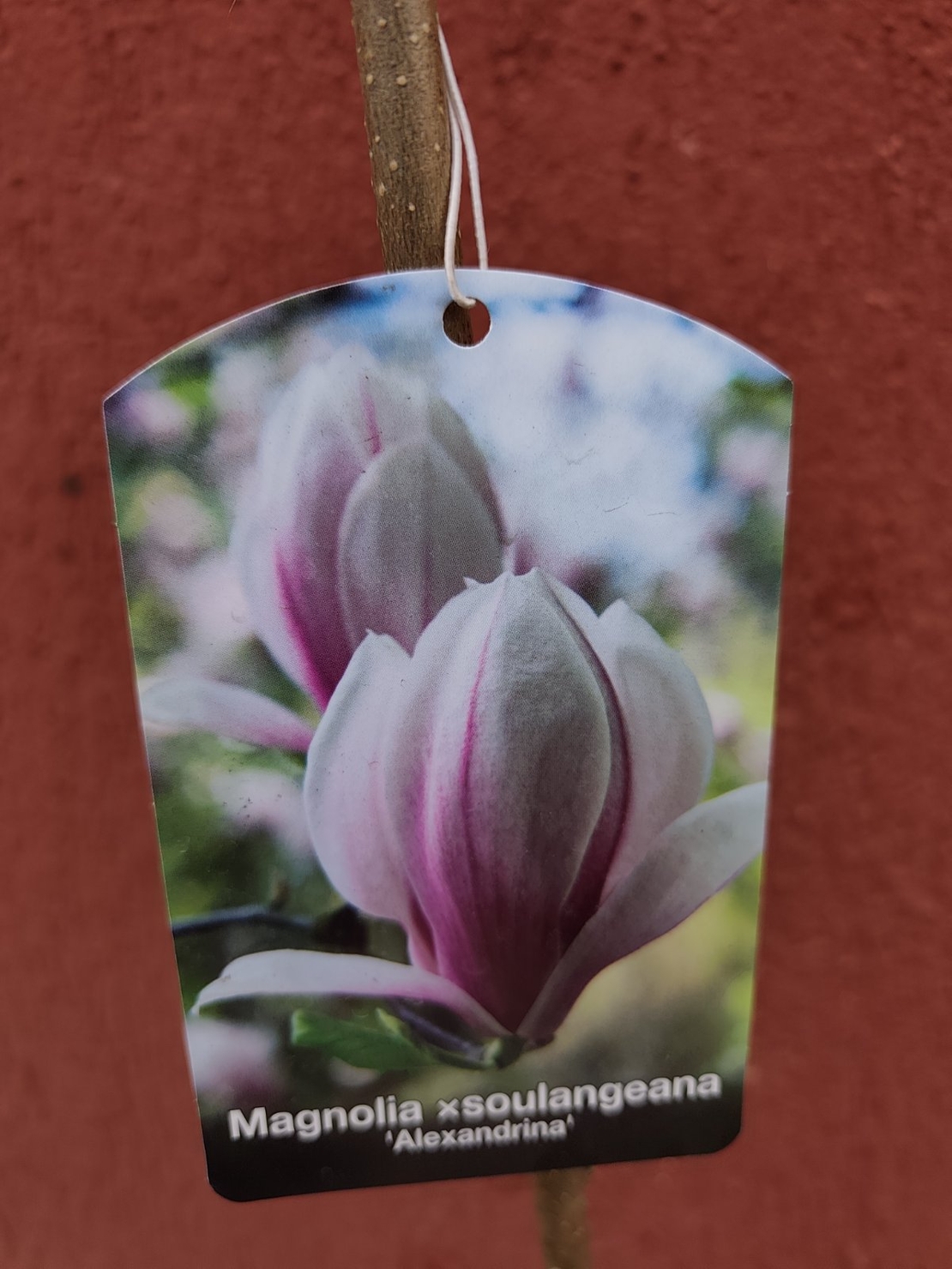 Мagnolia soulangeana Аlexandrina