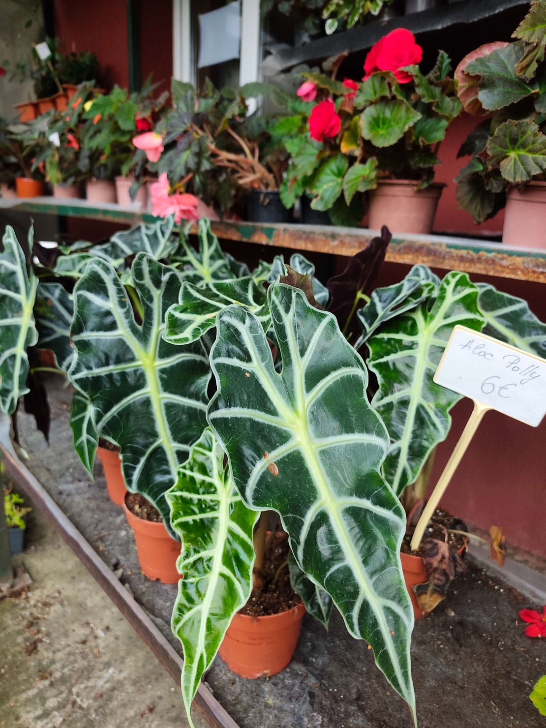Alocasia Polly ( слонско ухо )