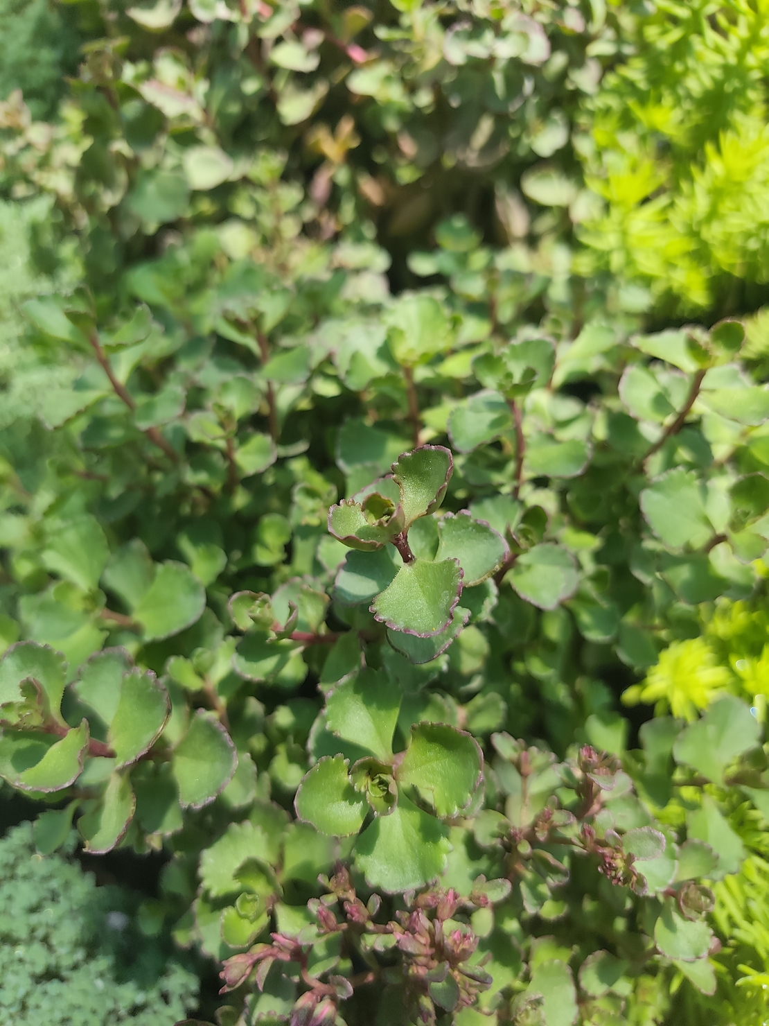 Sedum spurium 'Tricolor'