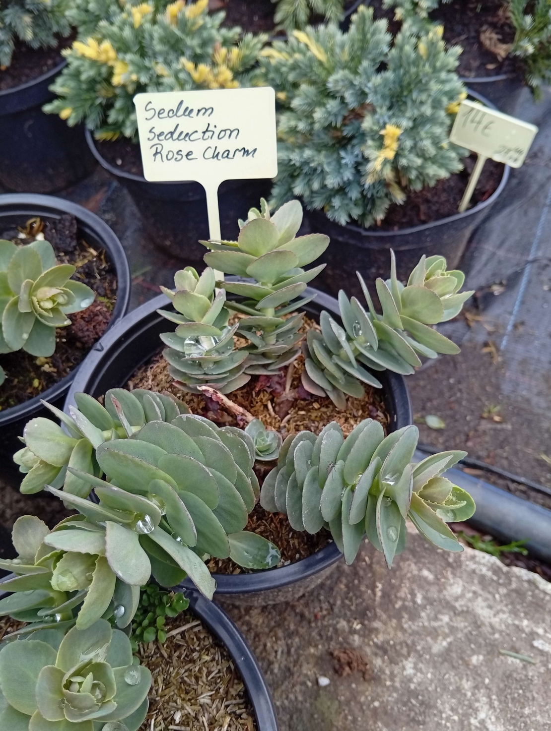 Sedum Seduction Rose