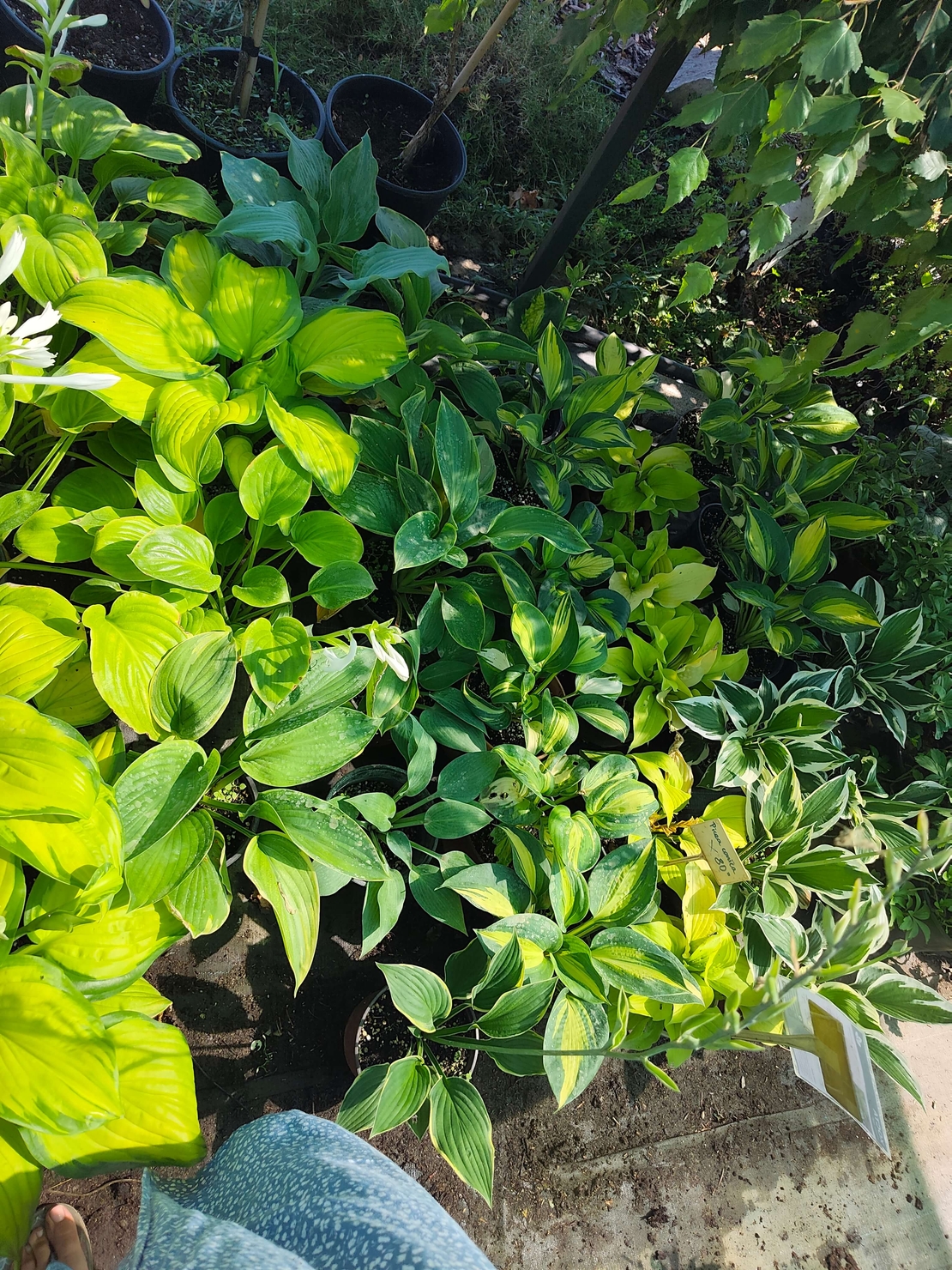 Hosta