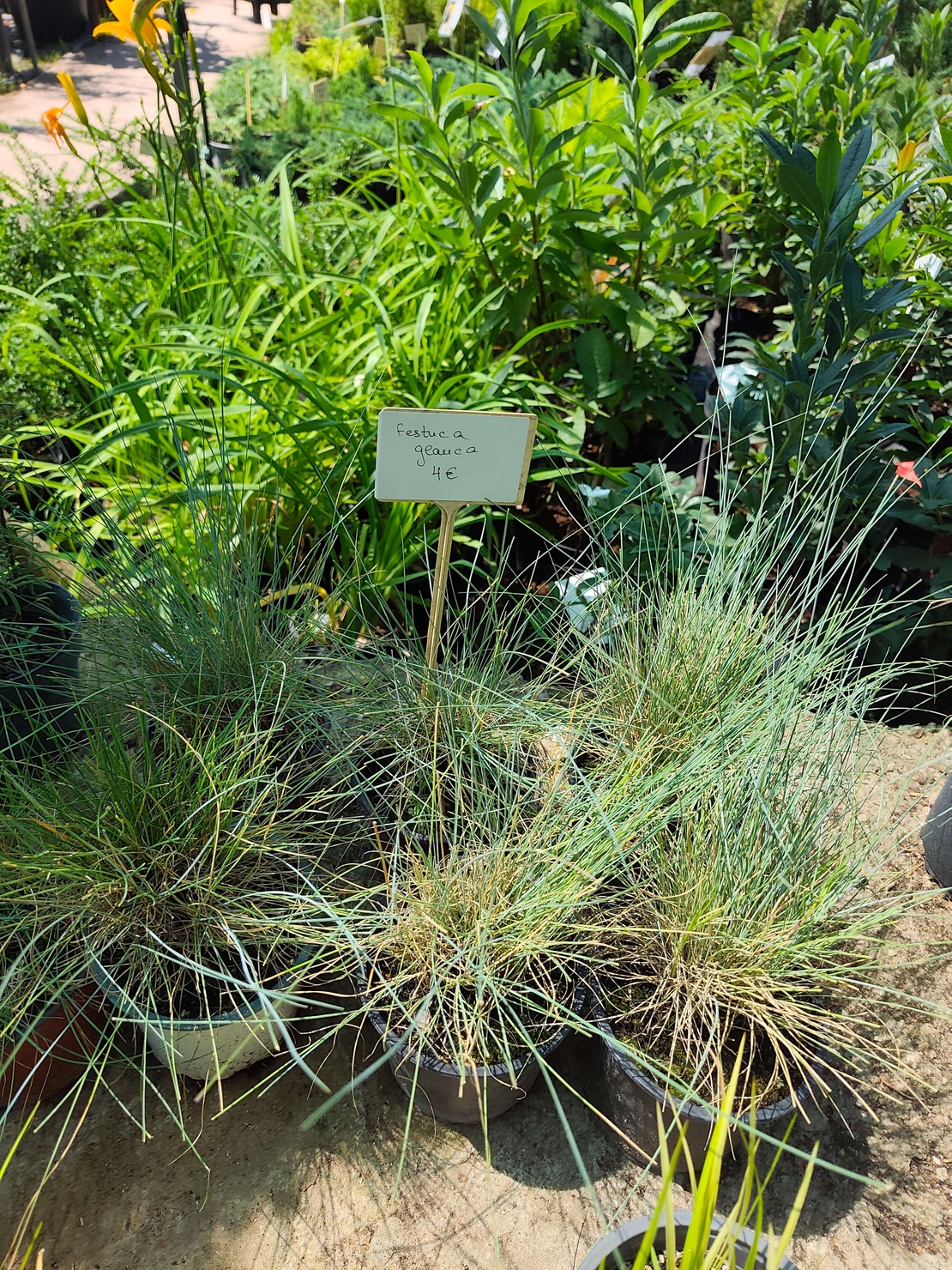 Festuca glauca (Синя власатка)