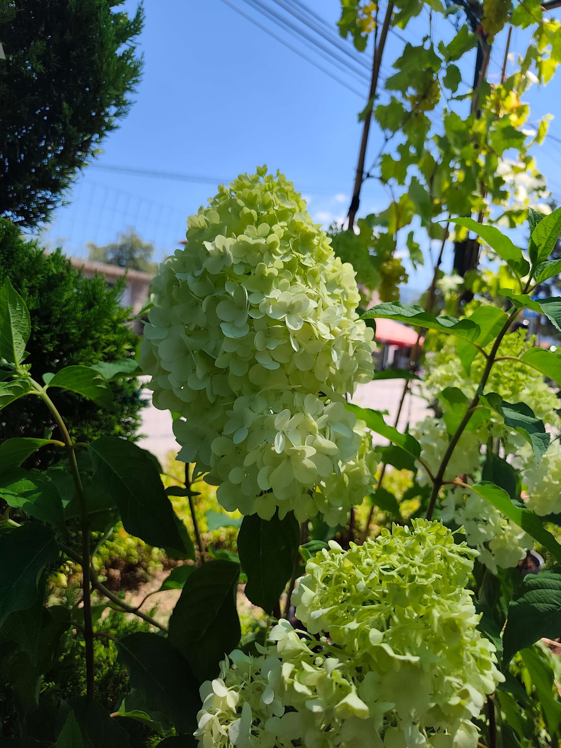 Hydrangea paniculata 'Bonfire'