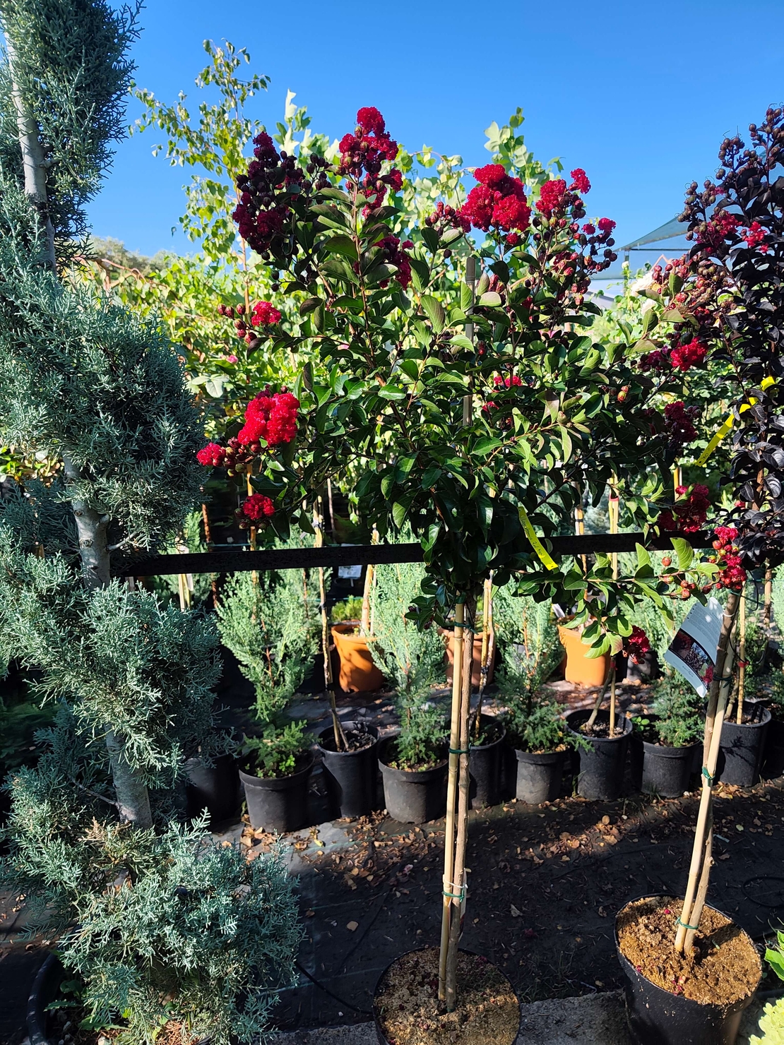 Lagerstroemia indica ‘Red Magic’ – на присадка