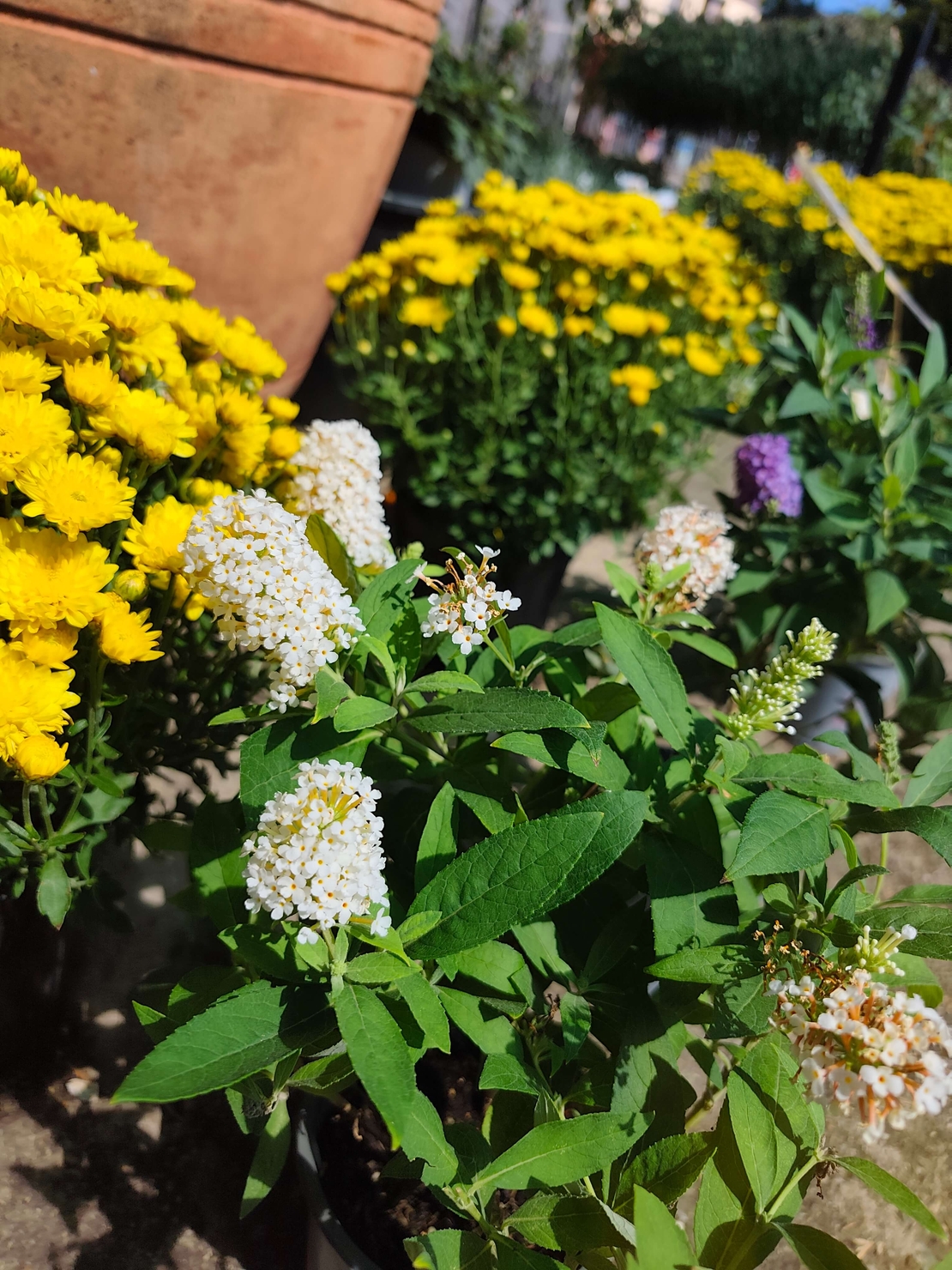 Buddleja mini (Компактна будлея)