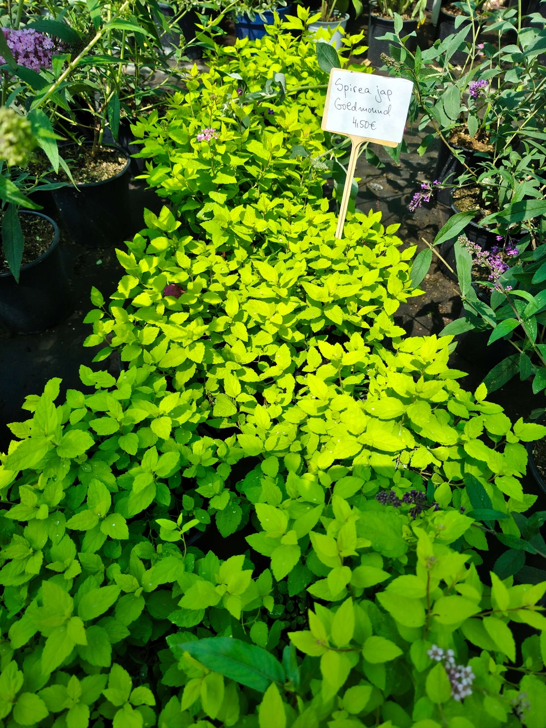 Spiraea japonica 'Goldmound'