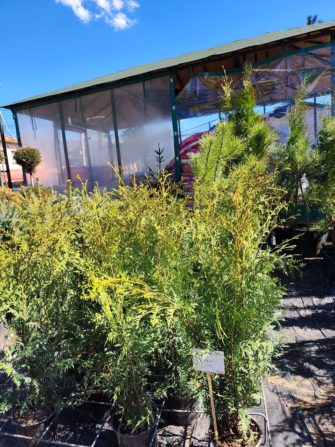 Thuja occidentalis Brabant