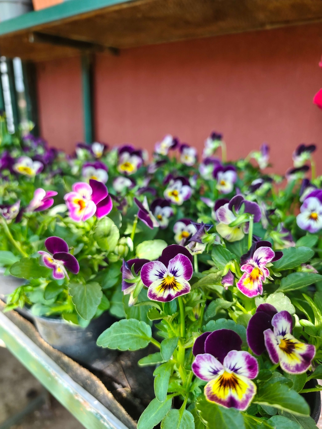 Viola × wittrockiana (Градинска теменужка)