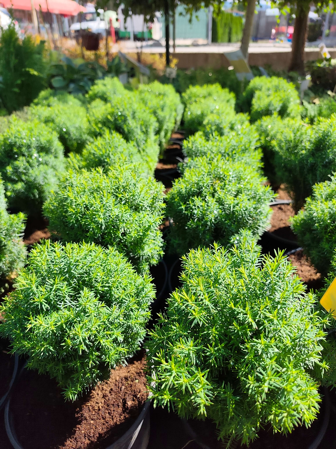 Thuja occidentalis ‘Teddy’ (Туя Теди)