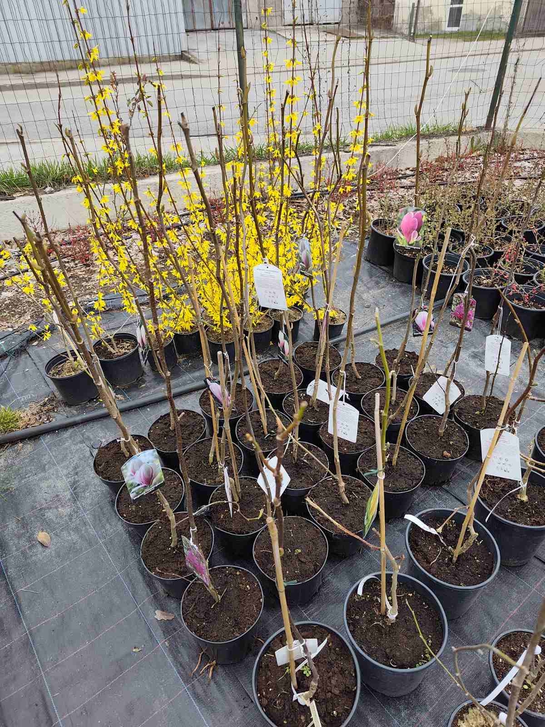 Magnolia soulangeana Lennei