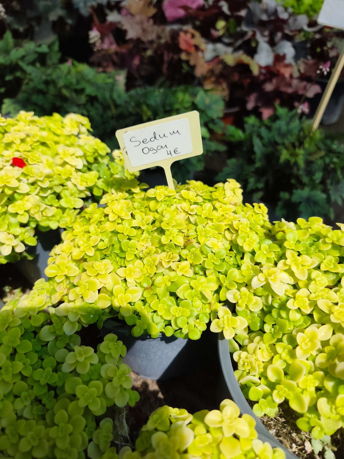 Sedum makinoi 'Ogon'