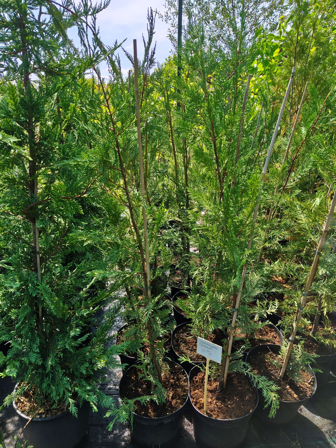 Cuprocyparis leylandii (Лейландски кипарис)