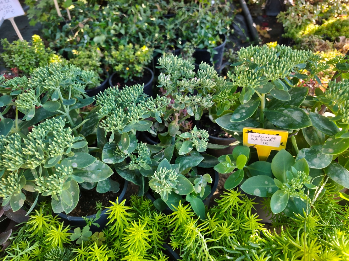 Sedum 'Hot Stuff'