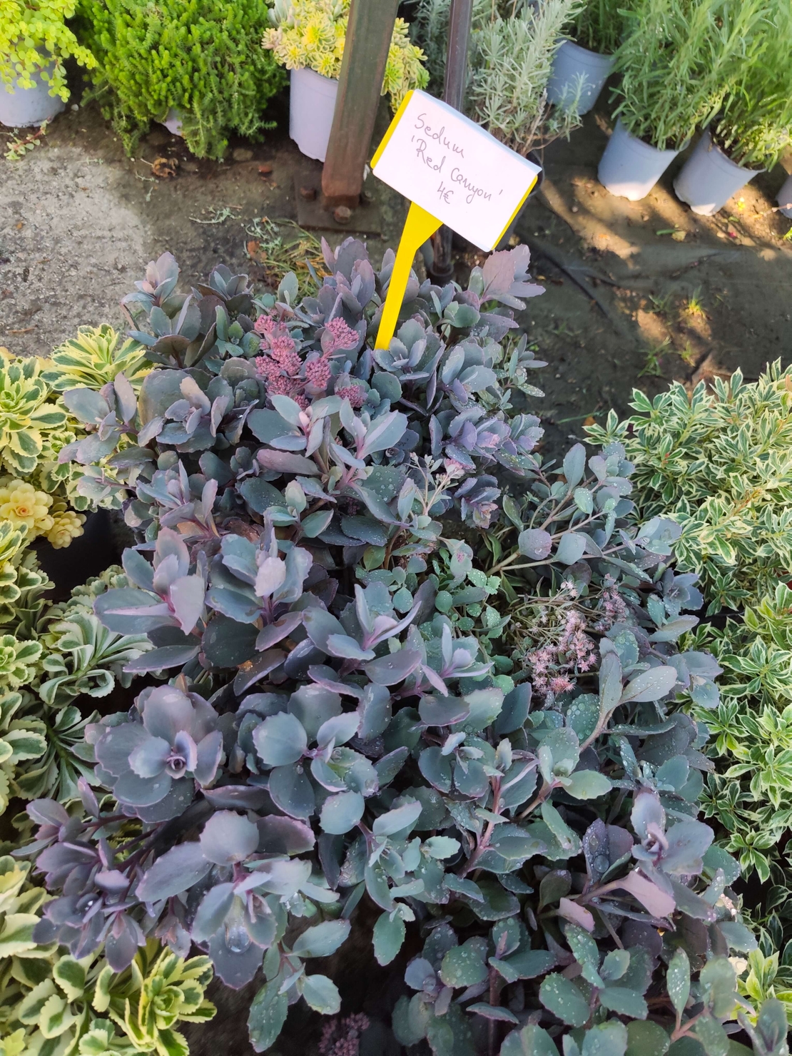 Sedum cauticola Red canyon