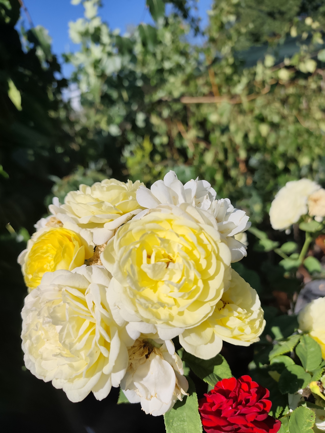 Rosa spp. – щамбова роза (Роза на присадка)