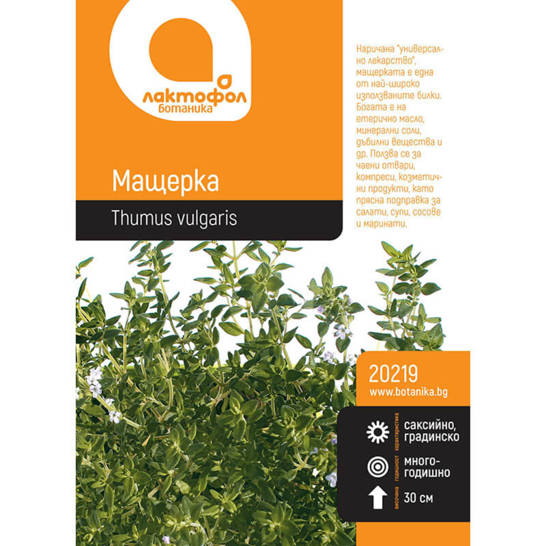 Семена Мащерка