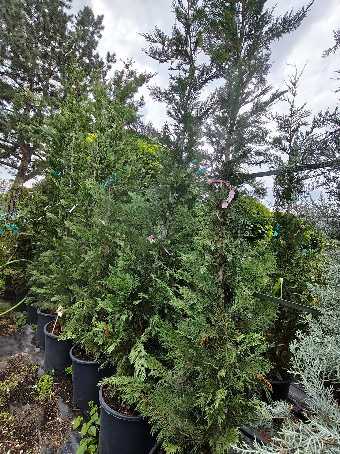Cuprocyparis leylandii 'Pyramidalis'