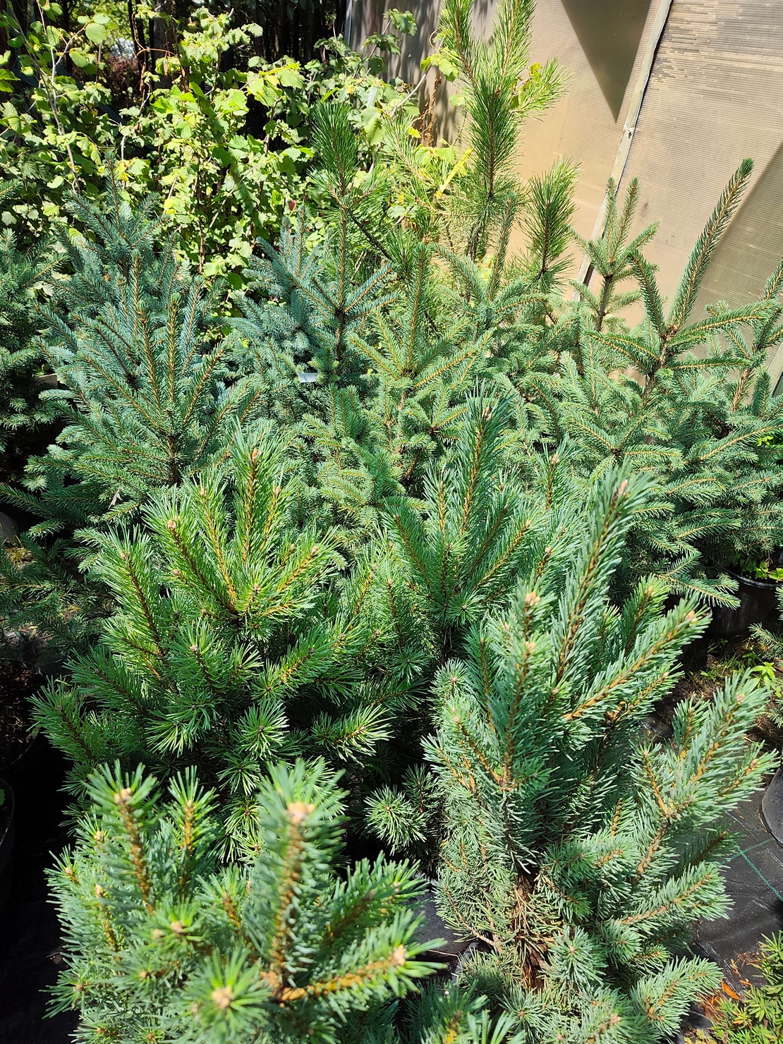 Picea pungens (Сребрист смърч)
