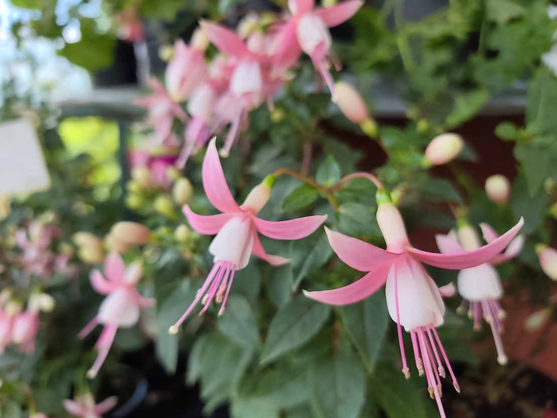 Fuchsia ( обички )
