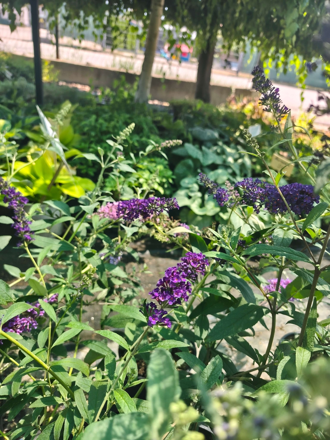 Buddleja davidii (Будлея, Пеперуден храст)