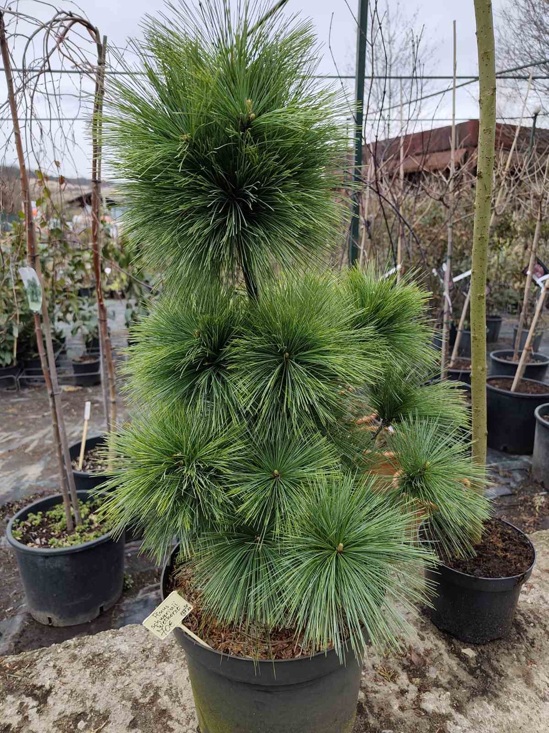 Pinus x schwerinii 'Wiethorst'