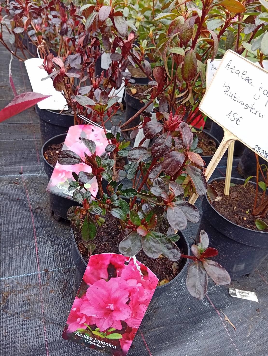 Azalea japonica Rubinstern