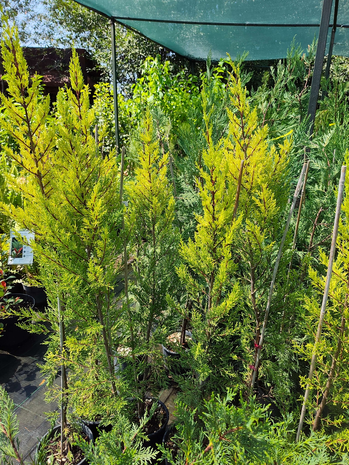 Cupressocyparis 'Goldcrest' (Лимонов кипарис)