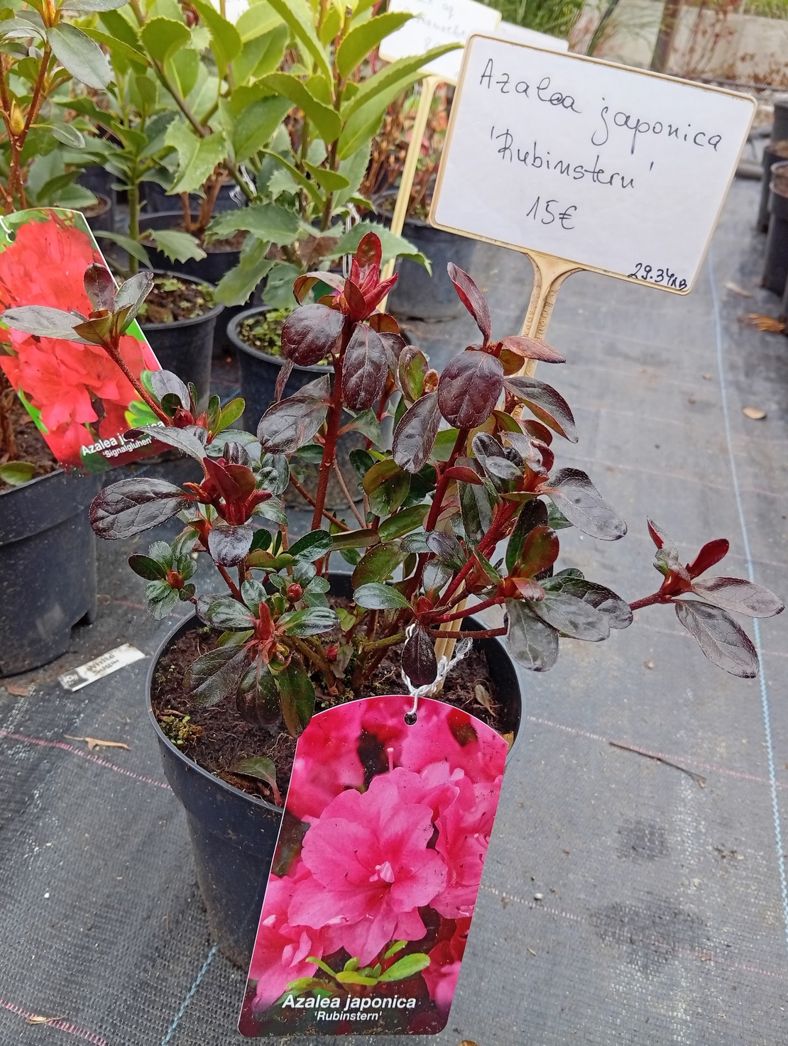 Azalea japonica Rubinstern